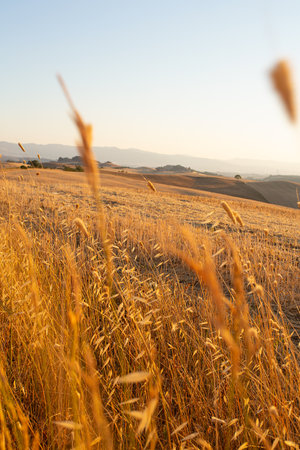 beautiful evening on meadows in Tuscanyの写真素材