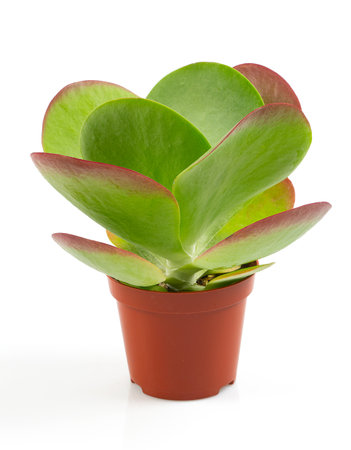 Kalanchoe thyrsiflora isolated on white backgroundの写真素材
