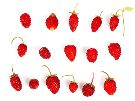 Wild strawberries isolated on white background.の写真素材