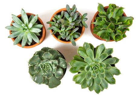 Collection of succulents in pots isolated on white backgroundの写真素材