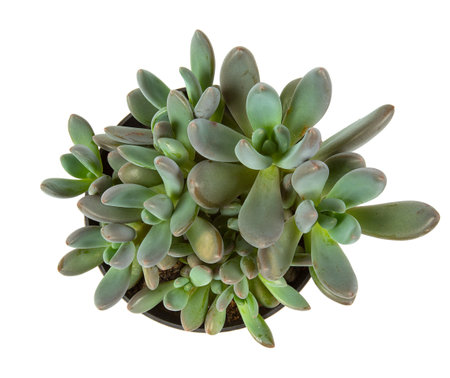 Echeveria haagai tolimanensis in a pot isolated on white background. Succulent plants.  Top view.の写真素材