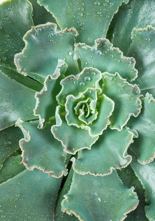 Echeveria curly locks isolated on white background.  Macro of succulent. Close up. Water droplets. Top view.の写真素材