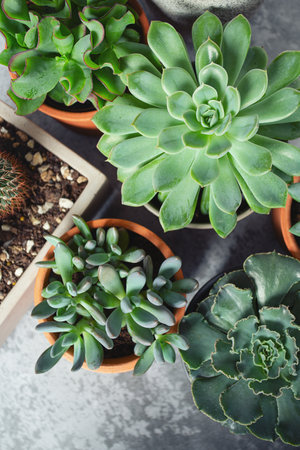 variety of succulent plants on grey surface. Empty space for your text. Top view.の写真素材