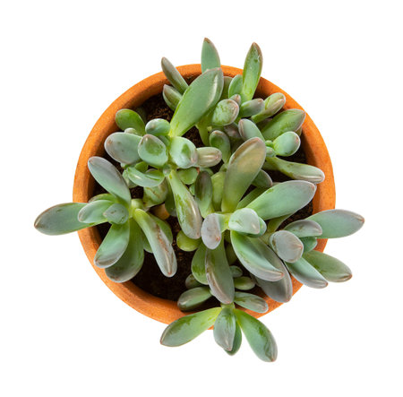 Echeveria haagai tolimanensis in a pot isolated on white background. Succulent plants. Top view.の写真素材