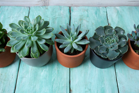 variety of succulent plants on turquoise wooden surface. Empty space for your text.の写真素材