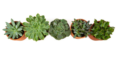 Collection of succulents in pots isolated on white background, top viewの写真素材