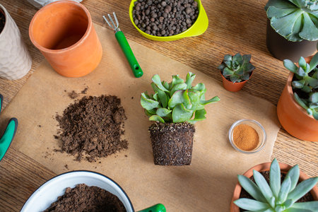 Replanting, flat, top view design. Flowerpots, soil pile, plant sprout, gloves, cinnamon, rake and shovel on burlap background. Houseplant care.の写真素材