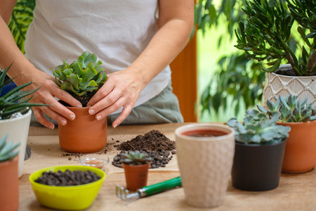 Woman is replanting a plant into a new brown pot. Many plants standing on a table.の写真素材