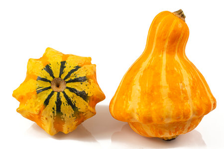 Decorative pumpkins isolated on white background. Variety of edible and decorative gourds and pumpkins.の写真素材