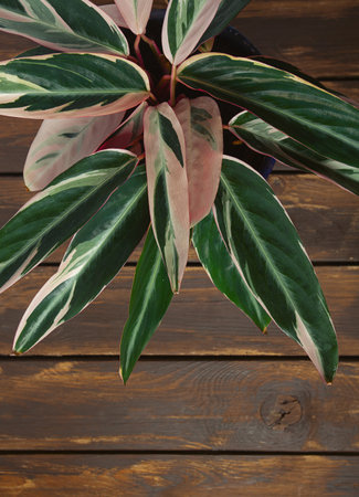 Stromanthe plant on dark wooden surface.の写真素材