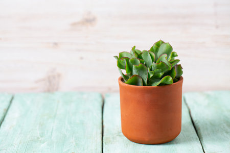 Crassula arborescens subs. undulatifolia in a ceramic pot on turquoise surfaceの写真素材