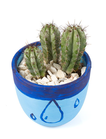Blue Columnar Cactus (Pilosocereus pachycladus) in a pot isolated on white background.の写真素材