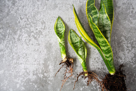 Sansevieria trifasciata with roots on grey cement surface. Top view and empty space for your text.の写真素材