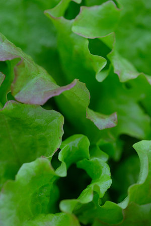 curly lettuce growing in glass houseの写真素材