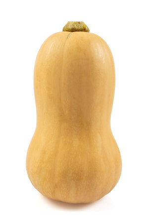 Fresh butternut squash isolated on a white background, Butternut Pumpkin isolated on white background. Healthy food concept.の写真素材
