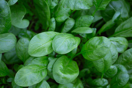 spinach growing in a glass houseの写真素材
