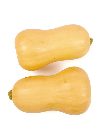 Fresh butternut squash isolated on a white background, Butternut Pumpkin isolated on white background. Healthy food concept.の写真素材