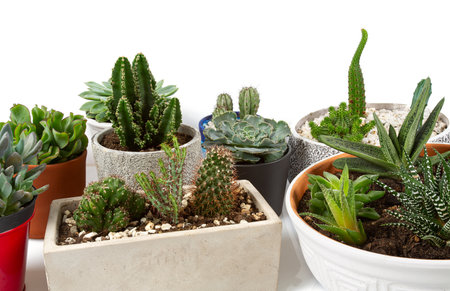 Collection of cacti and succulents isolayted on white background. Cacti, Cactus,succulent,crassula, haworthia,echeveria,gasteria and aloe.の写真素材