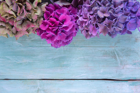 Hydrangea flowers on a turquoise wooden surface. Selective focus with blurred background with copy space. Top view.の写真素材