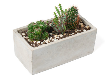mini cactus garden in a square pot isolated on white backgroundの写真素材