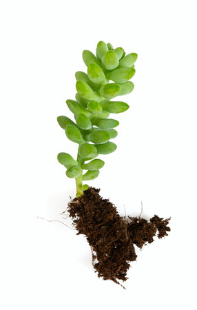 sedum burrito isolated on white background, top view.の写真素材