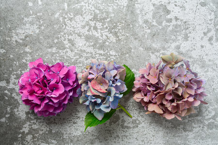Hydrangea flowers on a stone surface. Selective focus with blurred background with copy space. Top view.の写真素材