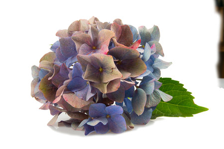 Cut flowers of hydrangea isolated on white background.の写真素材