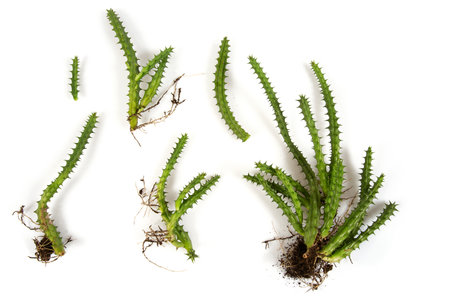 Huernia schneideriana with roots isolated on white background. Succulent. Topn view.の写真素材
