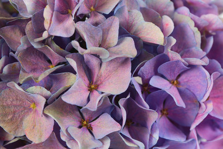 Cut flowers of hydrangea isolated on white background.の写真素材