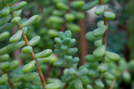 sedum treleasei growing in botanical gardenの写真素材