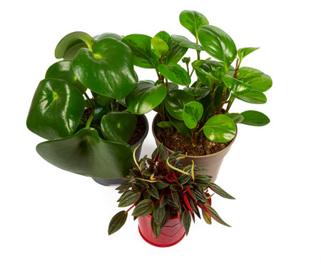 potted peperomia isolated on white backgroundの写真素材