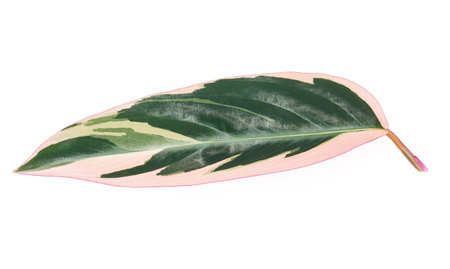 Calathea tricolor (staromanthe) leaf isolated on white background.の写真素材