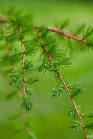 Larch leafs and cones in spring, close upの写真素材