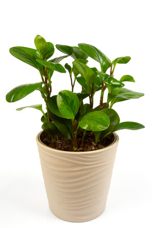 potted peperomia isolated on white backgroundの写真素材