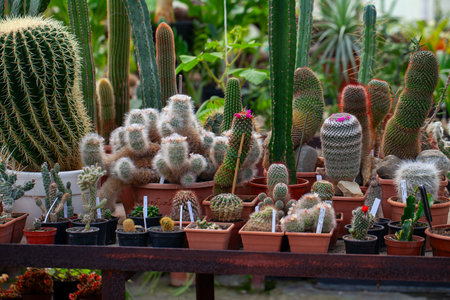 Collection of cactuses in Botanical garden in Vilnius, Lithuaniaの写真素材