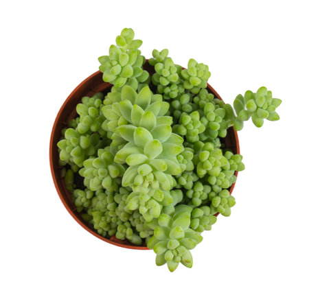 sedum burrito isolated on white background, top viewの写真素材