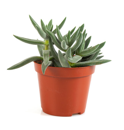 Crassula mesembryanthemoide isoalted on white backgroundの写真素材