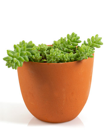 sedum burrito isolated on white backgroundの写真素材