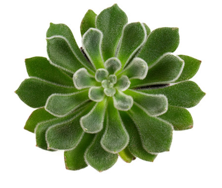 Echeveria setosa isolated on white background. Top view.の写真素材