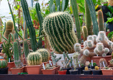 Collection of cactuses in Botanical garden in Vilnius, Lithuaniaの写真素材