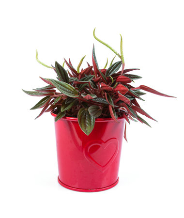 potted peperomia isolated on white backgroundの写真素材