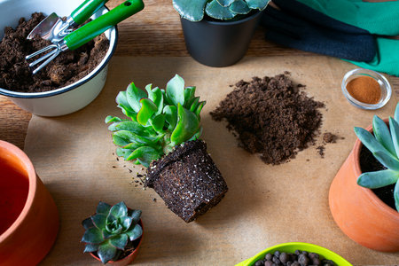 Replanting, flat, top view design. Flowerpots, soil pile, plant sprout, gloves, cinnamon, rake and shovel on burlap background. Houseplant care.の写真素材