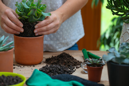 Woman is replanting a plant into a new brown pot. Many plants standing on a table.の写真素材