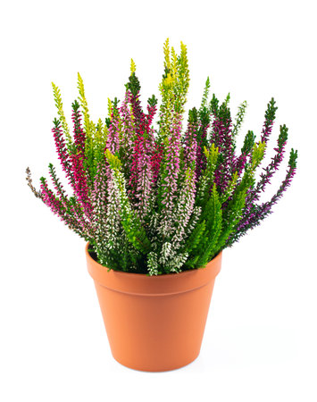 Blooming colorful heather flowers (calluna vulgaris L.) isolated on white background.の写真素材