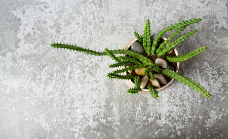 Huernia schneideriana growing in a ceramic pot. Succulent. Top view and empty space for your text.の写真素材