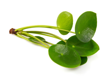 Pilea plant cuttings isolated on white backgroundの写真素材
