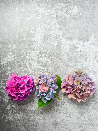 Hydrangea flowers on a stone surface. Selective focus with blurred background with copy space. Top view.の写真素材