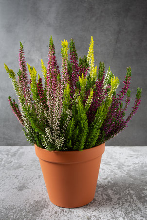 Blooming colorful heather flowers (calluna vulgaris L.)  grey surface.の写真素材