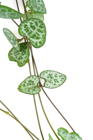 Ceropegia plant isolated on white background. Exotic plant close up.の写真素材