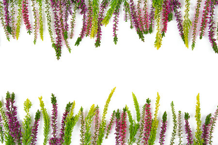 Blooming colorful heather flowers (calluna vulgaris L.) isolated on white background. Assortment of heather flowers.の写真素材